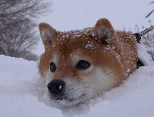 柴犬ハチ、予想を軽く超えてきた大雪で絶望する。