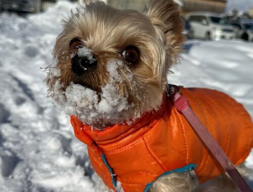 【休日】雪ではしゃぐ愛犬が可愛すぎた☃️❄️
