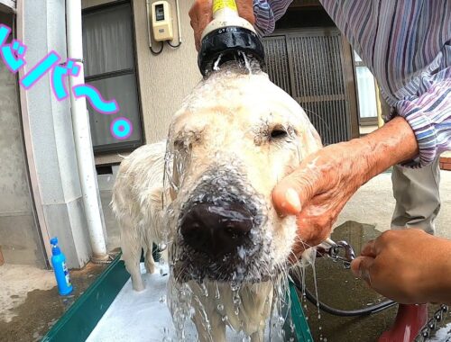 【ド・田舎】ばあちゃんの容赦ない犬の洗い方www。　ゴールデンレトリーバー　GoldenRetriever
