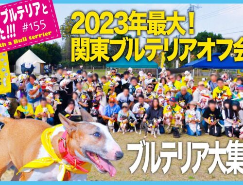 ブルテリア/2023年最大！ブルテリア大集合！関東ブルテリアオフ会.2023 Bull Terrier gathering! Kanto Bull Terrier Off Meeting.