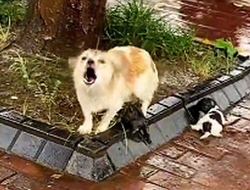 The mother dog barked at passersby in rain, it mysteriously missing left her puppies after rescued