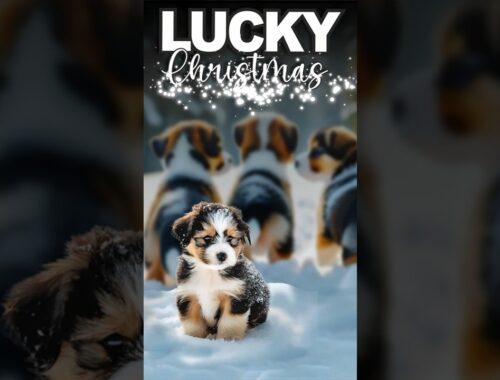 Lucky Christmas. A Christmas Puppy Carol 🐶🎄 #shorts