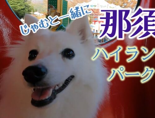☆☆那須ハイランドパーク☆☆【年パス購入！！】#日本スピッツ #dog  #那須ハイランドパーク