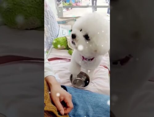 Cute Dog Begging: Adorable Puppy Playfully Tapping Bowls for Food! #shorts #dog