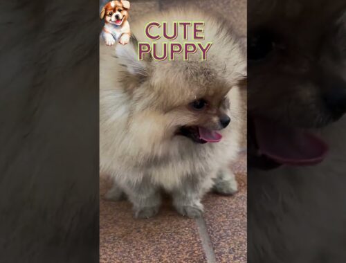 Puppy Cute#puppy#cutedogs#cutepuppies#cutepuppy#cutepuppyvideos#cutedog#shorts