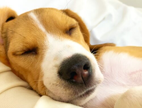 ビーグルの子犬の寝顔、超かわいいんです。ｗｗ