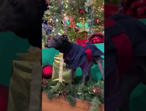 【イタグレ】 Merry Xmas!#shorts #dog #ItalianGreyhound #cutedog #iggy