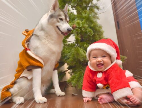 初めてのクリスマスを楽しむ赤ちゃんサンタと愛犬トナカイが可愛過ぎました・・・