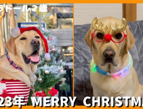 【ラブラドールレトリーバー】2023年　MERRY CHRISTMAS！　美味しい楽しいクリスマスを過ごす大型犬