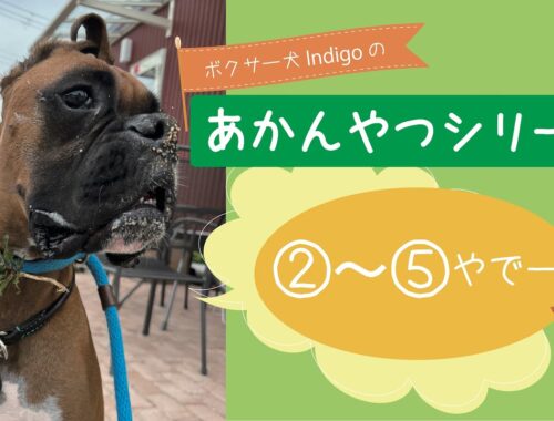 【ボクサー犬 Indigo】あかんやつシリーズ ②〜⑤