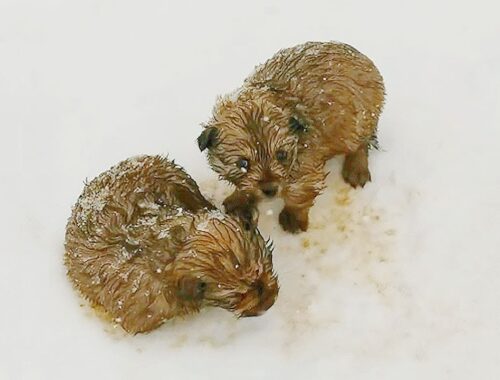 Father and son came across two abandoned shivering puppies in the snow while enjoying snowy scenery