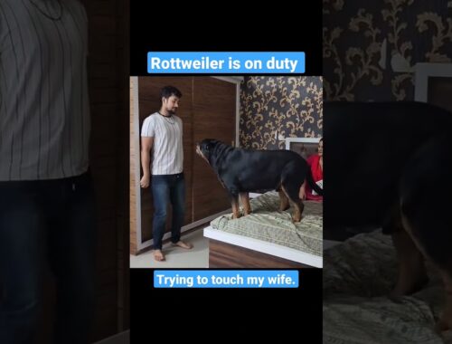 Dog Protecting Pregnant Wife: Rottweiler is on Duty!