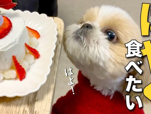 【シーズー】「可愛い❤️」のおかわりがいっぱい出てくる、シーズー犬のクリスマス 2023！www【300】
