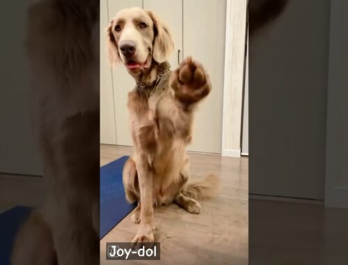 愛犬にアイドルを踊らせてみた　#weimaraner #dog #ワイマラナー #大型犬