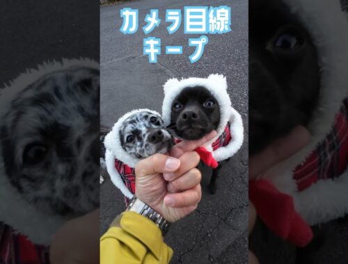 ダブルあご(クリスマスバージョン) #chihuahua #dog #mixedbreed #チワワ #双子犬 #schipperke #スキッパーキ #ミックス犬 #すみぞ