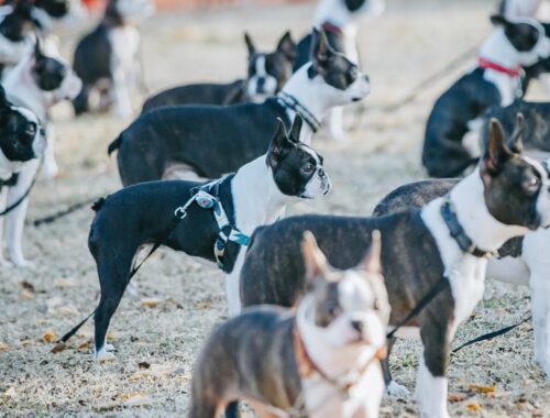 Boston Terrier Festival 2023- Boston Terrier rooted in United States -
