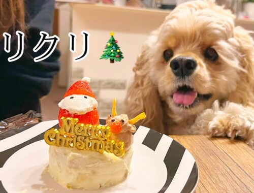 手作り犬用クリスマスケーキで愛犬を喜ばせてみた♪