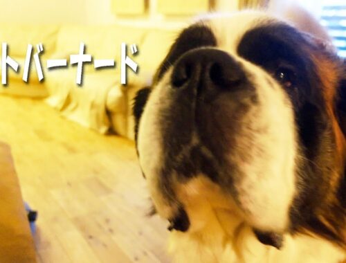 【セントバーナードの年末】　お家での巨大犬の日常　ペキニーズもいるよ！平凡なセントバーナードの日記