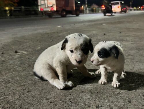 We Brought Home Two Stray Puppies In The Dark And I Adopted Both