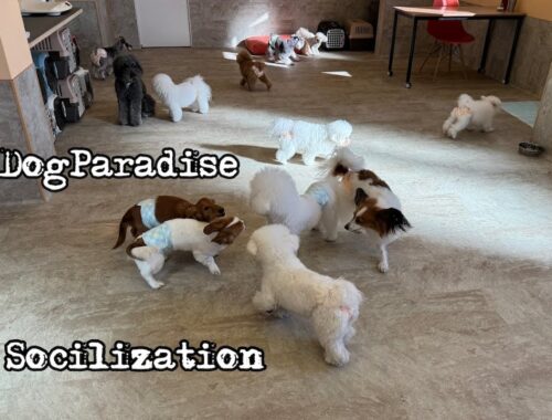 【犬の社会化と犬の保育園】犬の楽園ドッグリーニョの１日 Dog daycare and dog paradise in Japan dogs and puppy 20231226