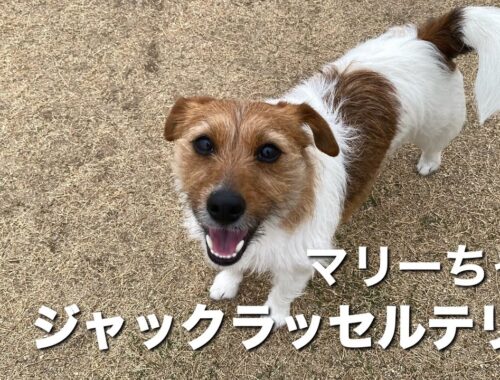 ジャックラッセルテリア　マリーちゃん【jack russell terrier】