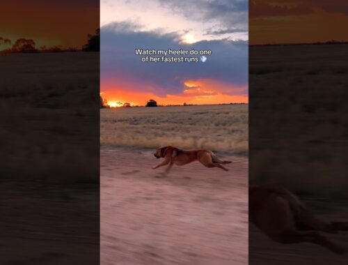 Watch my Australian Cattle Dog hit 55kph 💨 #fastdog #dogrunning #amazingdog #redheeler #heeler