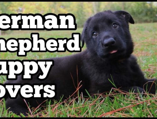 If You LOVE German Shepherd Puppies, You'll LOVE This Video!!!   GSM