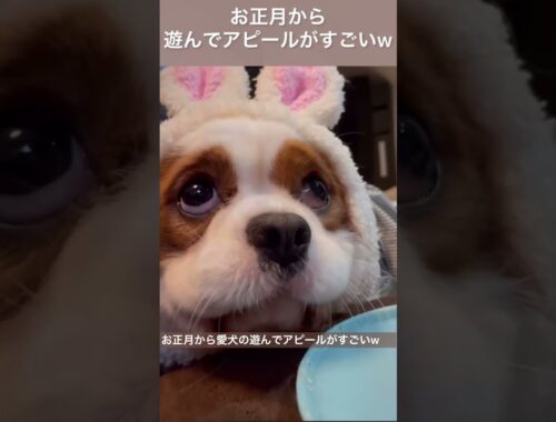 キャバリア犬のおもしろかわいい動画集【ショート動画まとめ】