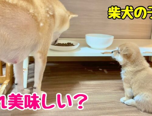 【柴犬 子犬】母犬の食べているものに興味が出てきた子犬
