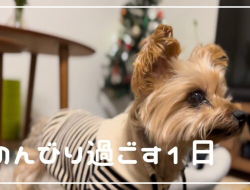 【ヨーキー】犬と過ごすゆるーい動画