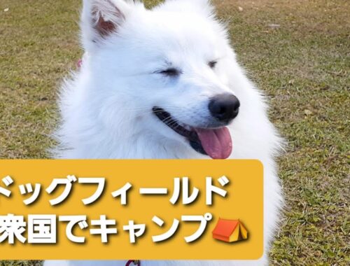 【日本スピッツLaLa】犬連れキャンプ！ドッグラン使いたい放題！