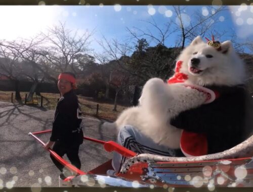 💖サモエドさくら💖美しさと高い軍事的機能を併せ持つ名城🏯彦根城を人力車で堪能した大型犬🐶💖✨🐶🐕🐩💖