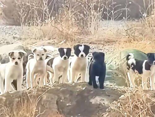 Seven freezing puppies were saved by a kind-hearted man from the harsh conditions.