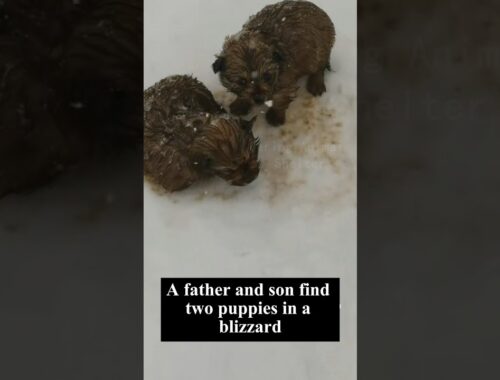 Found puppies in the snow...
