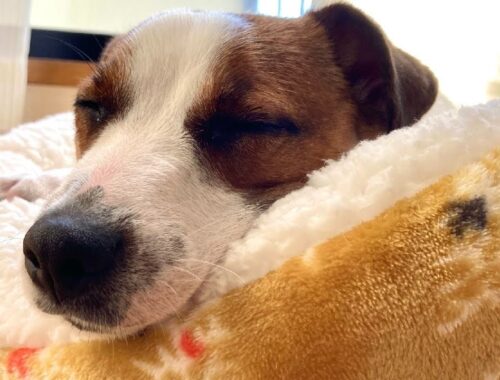 新しいベッドで寝息を立てて眠る犬が可愛い　ジャックラッセルテリア【なのは】