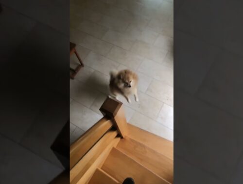 Precious Puppy Watches Owner Walk Down Stairs