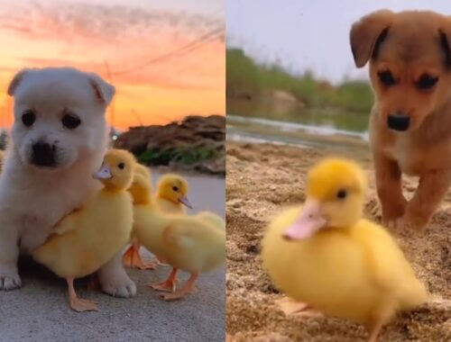 Too Cute Puppies and Ducklings . Piglets and Doggies and Kittens . Fun Time