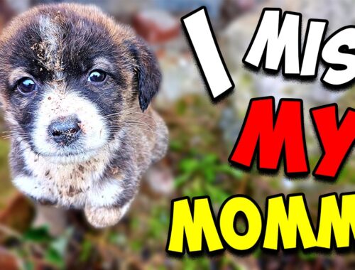 Abandoned Puppy's New Year Wish Came True