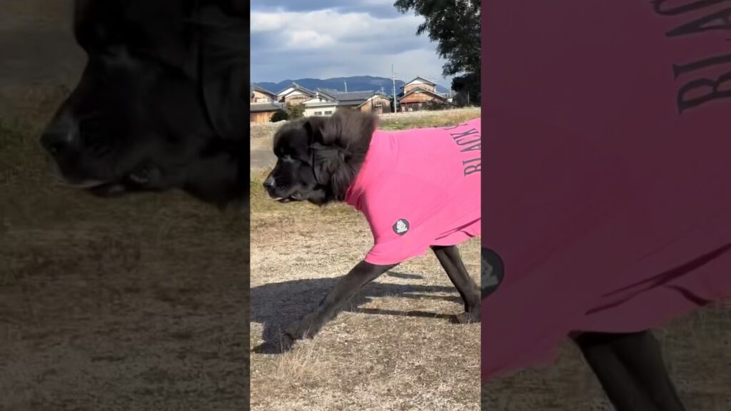 衝撃映像⚠️ ボス君が走ります😂 ニューファンドランド ボス君 ブラックピットブル ライオンカット 超大型犬 多頭飼育 渡辺ボス グレートデン レイク クィーン 保護猫 暮らし