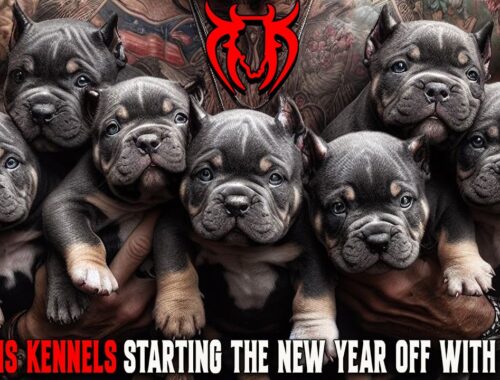 EXTEREME AMERICAN BULLY PUPPIES FOR SALE FROM THE WORLD FAMOUS KILLINOIS KENNELS!!!!!!