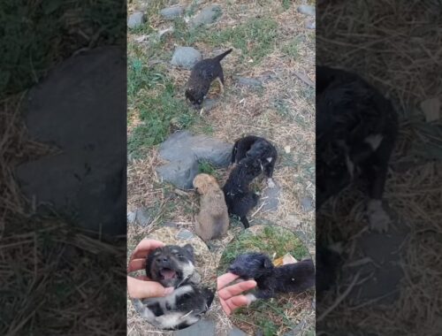 Little puppies were thrown in front of a coffee shop. A foster dog tried to nurse them