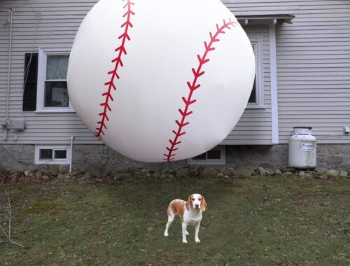 Giant Baseball Falls Out of the Sky & Into Dog's Yard: Cute Puppy Dog Indie Gets Baseball Surprise