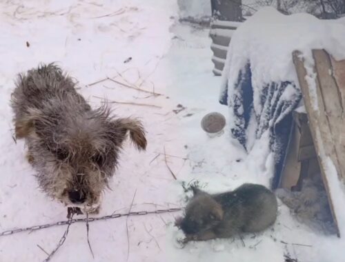 -10 degrees, chained mother dog helplessly watched her puppies faint in the cold