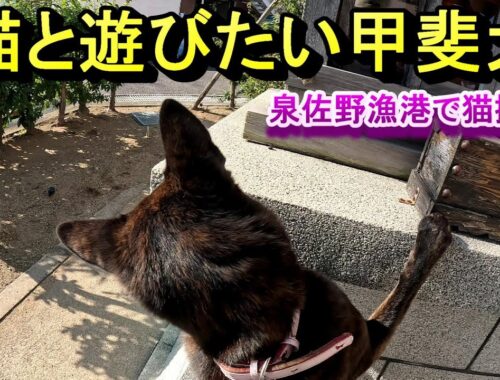 泉佐野漁港の猫と遊びたかった甲斐犬-　甲斐犬いち