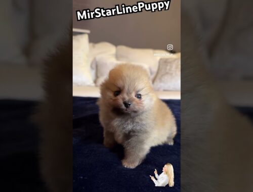 Pomeranian puppy #petsalonsi #puppy #babydog #doglovers #dog #cute #shortvideo #いぬ #犬 #仙台 #puppies