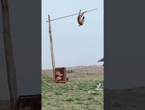 Australian Cattle dog practicing jumping