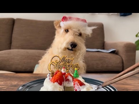 箸で手作りケーキを美味しそうに食べる愛犬がかわいい。レークランドテリア