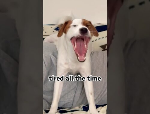 【I’m tired song】2023〆　#shorts #dogs#tireddog#ジャックラッセルテリア #かわいい犬