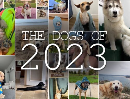 The Dogs of 2023