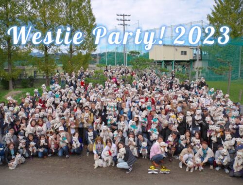 The BIGGEST Westie Dog Meet | Westie Party Japan 2023 | ウェスティパーティー